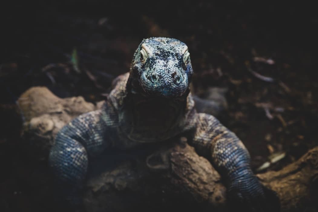 Komodo: diving and snorkeling trip in Komodo National Park